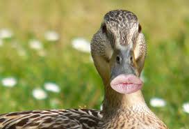 duck-lips